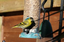 Siskin on feeder