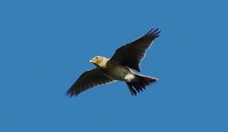 Skylark flying