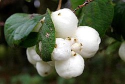 Snowberry