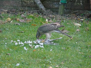 Sparrowhawk eating