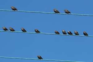 Starlings