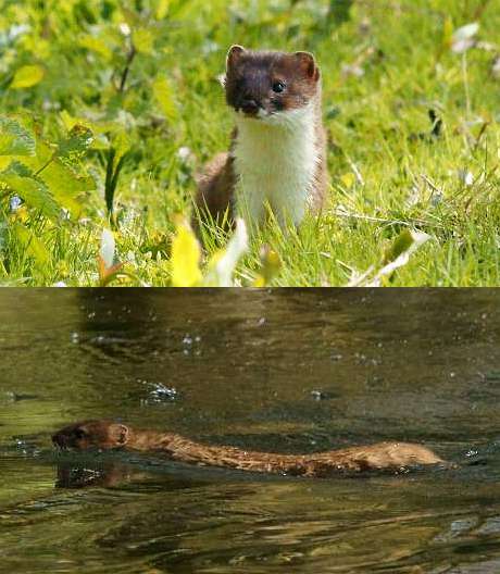 stoat