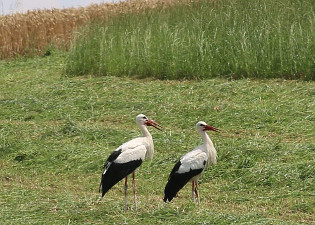 White Stork