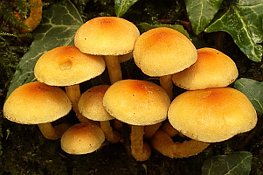 Sulphur Tuft