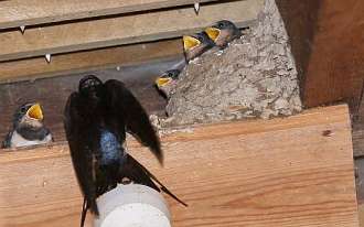 Parent swallow feeding young