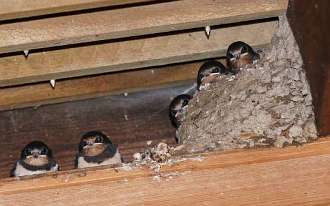 young swallows in nest