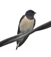 Swallow on cable