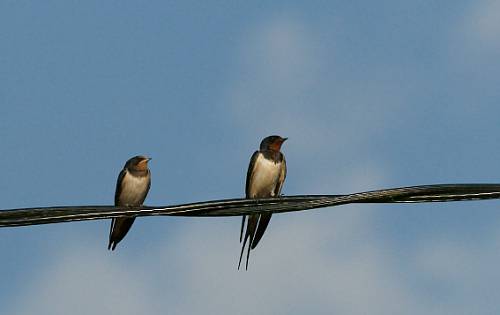 Two swallows on power line
