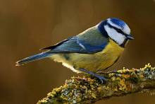 Blue Tit