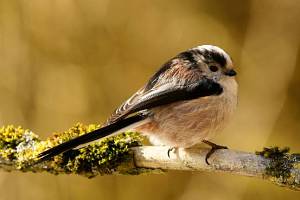 Long-tailed Tit