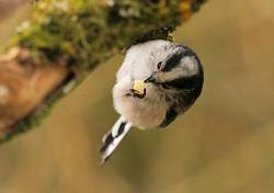 Long-tailed Tit