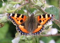 Small Tortoiseshell