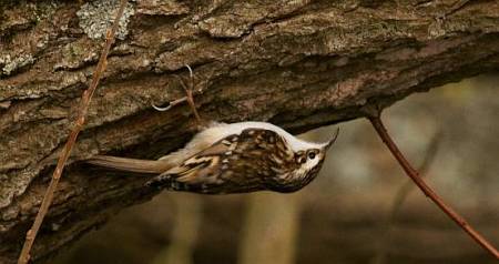 Treecreeper