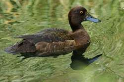 duck-type Tufted Duck