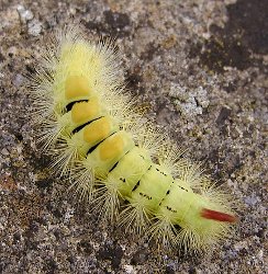 Pale Tussock