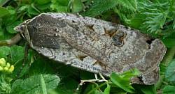 Large Yellow Underwing