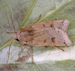 Lunar Underwing