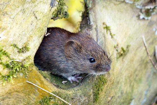 Vole