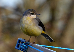 Grey Wagtail perched
