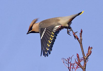 Waxwing