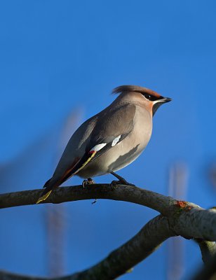 Waxwing on branch