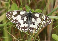 Marbled White