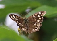 Speckled Wood