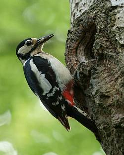Female Great spotted woodpecker