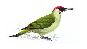 Green Woodpecker