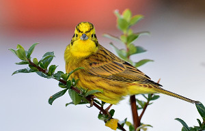 Yellowhammer on branch