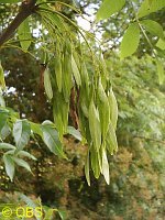 Ash fruit hanging down