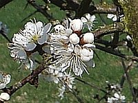 Blackthorn flowers