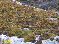 Moss on stone