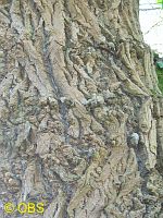Bark of Poplar