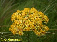 Ragwort flowers