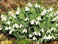 Snowdrops