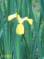 Yellow Flag in bloom