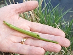 Stem cut by a water vole