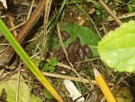 Water vole latrine