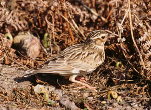 Woodlark © Derek Belsey